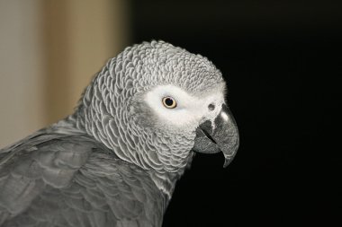 Gray parrot clipart