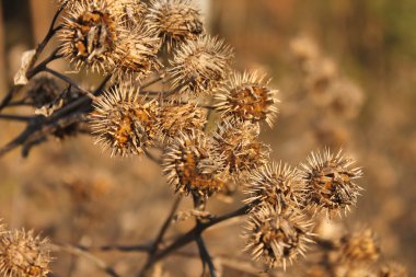 Dry plants clipart