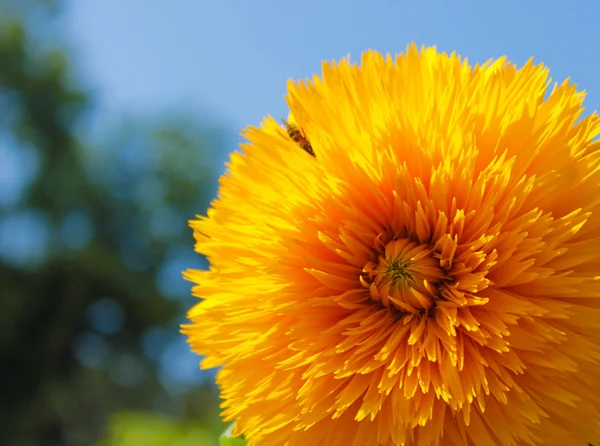 รูปภาพด้วยดอกไม้สีเหลือง — ภาพถ่ายสต็อก