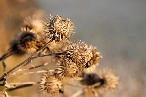 stock image Burdock