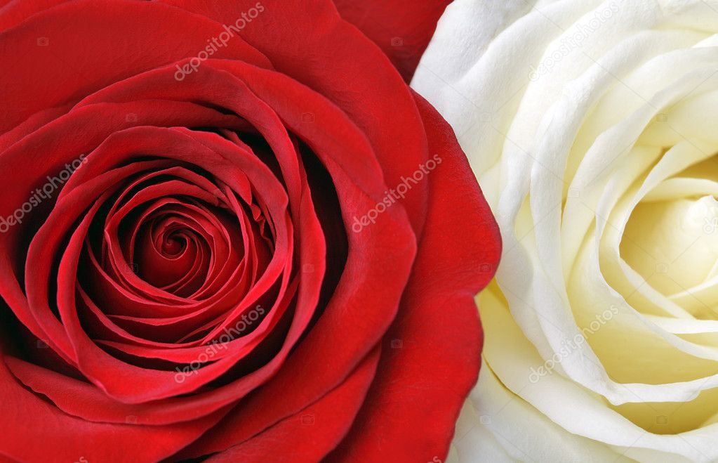 Rosas rojas y blancas: fotografía de stock © mikdam #6759417 | Depositphotos