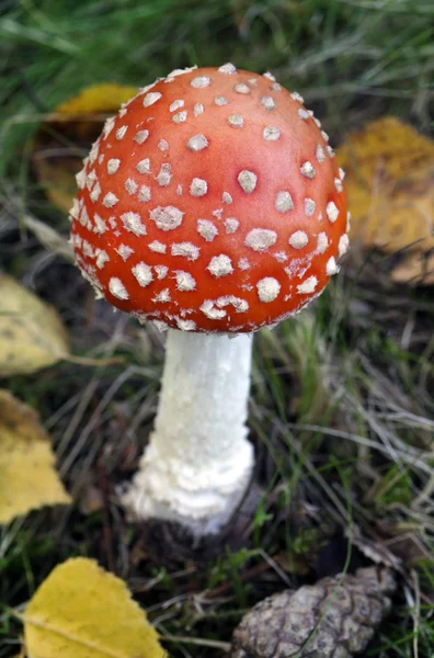 stock image Fly agaric