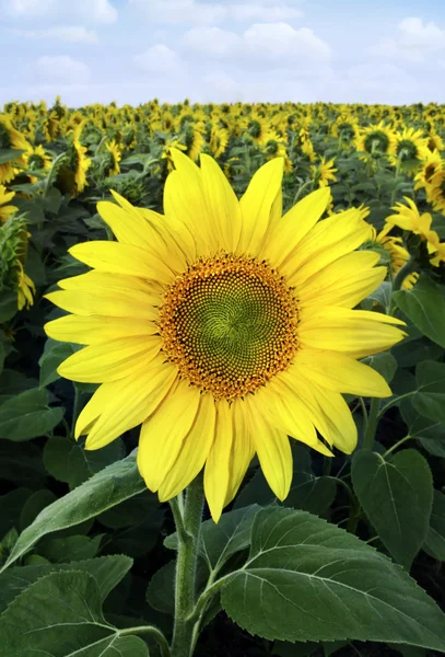 Close-up van een gele zonnebloemen — Stockfoto