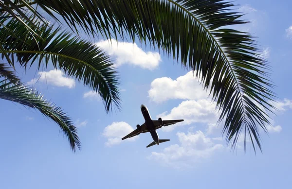 비행기가 열 대 야자나무 위를 날다 — 스톡 사진