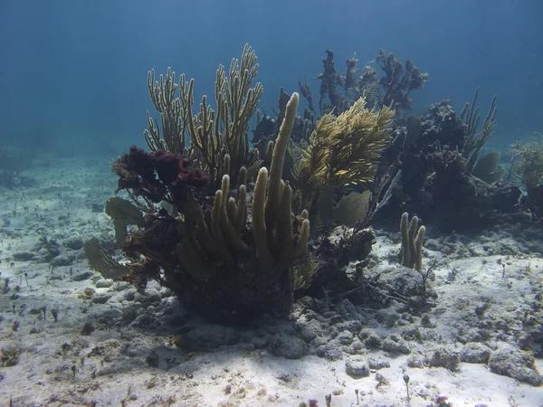 Rafa koralowa — Zdjęcie stockowe
