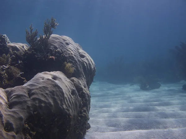 Okyanus vally — Stok fotoğraf