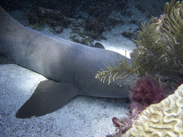 Tiburón nodriza — Foto de Stock