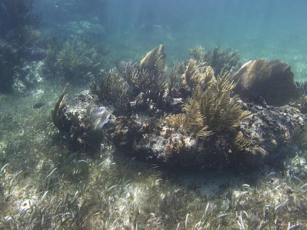Barriera corallina — Foto Stock