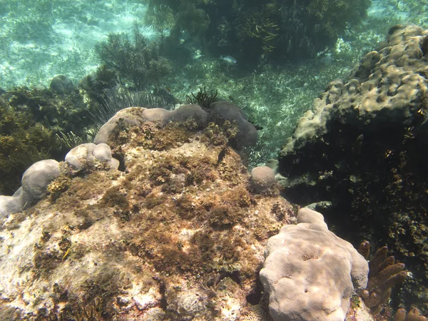 Коралловый утёс — стоковое фото