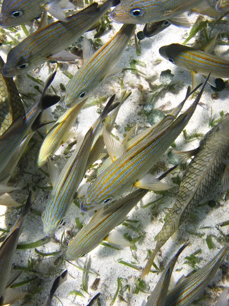 Lote de peixe — Fotografia de Stock