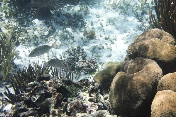 珊瑚礁 — 图库照片