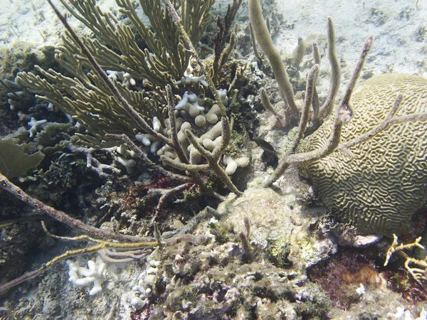 Refúgio de coral — Fotografia de Stock