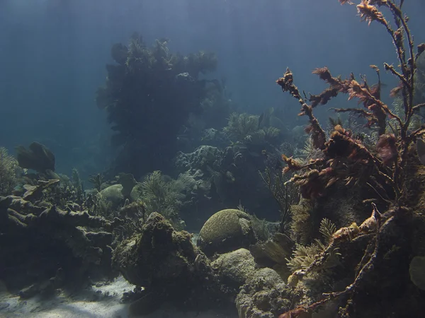 Кораловий риф — стокове фото