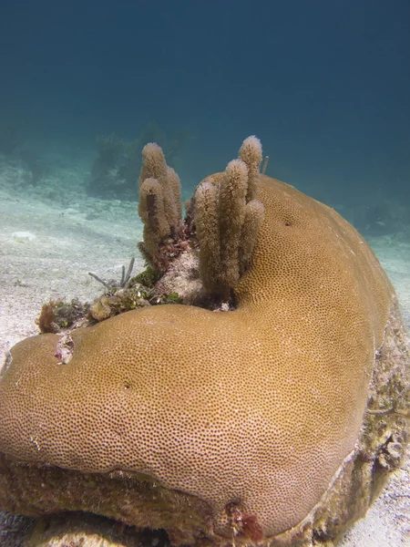 サンゴ石 — ストック写真