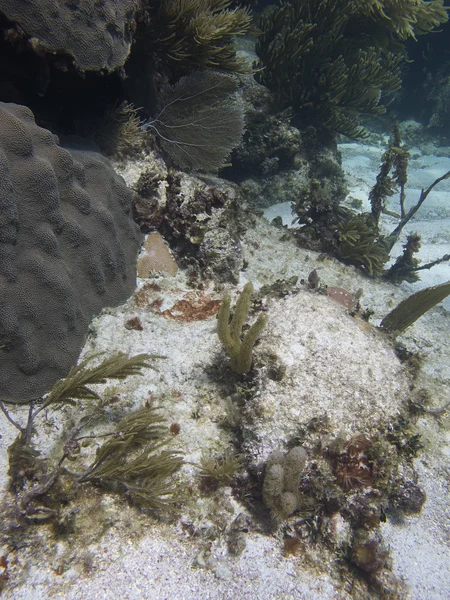 Recifes de coral — Fotografia de Stock