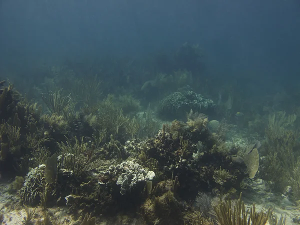 Mercan cennet — Stok fotoğraf