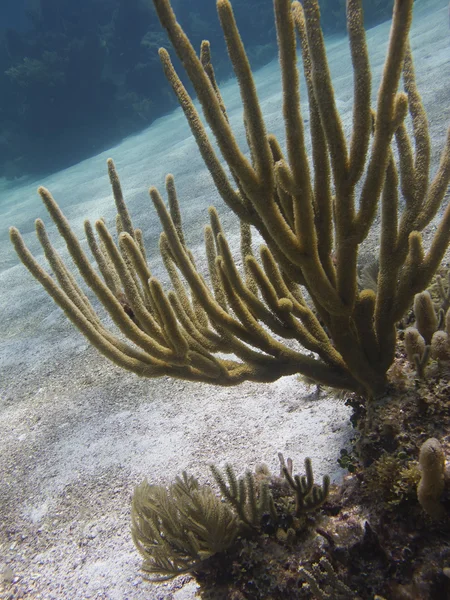 サンゴ礁 — ストック写真