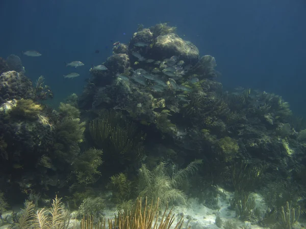 Коралловое убежище — стоковое фото