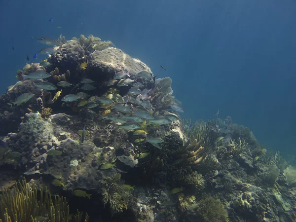 Paragem do poço de coral — Fotografia de Stock