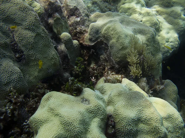 Korallrev — Stockfoto