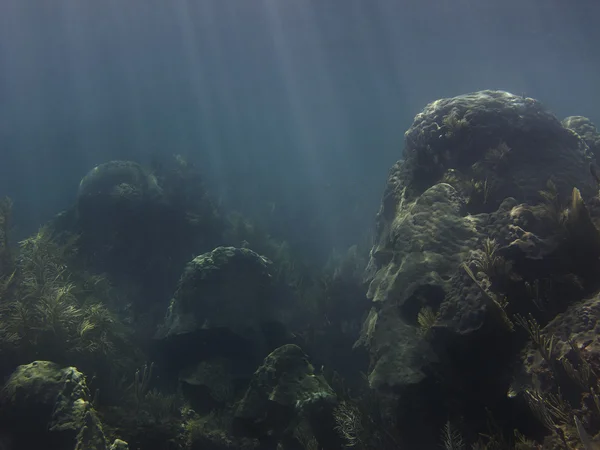 Mercan cennet — Stok fotoğraf