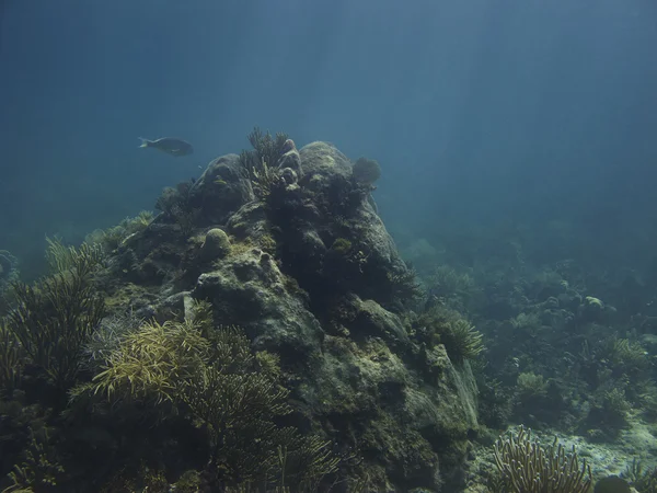珊瑚岩 — 图库照片