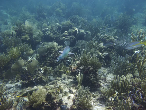 Mercan kat — Stok fotoğraf