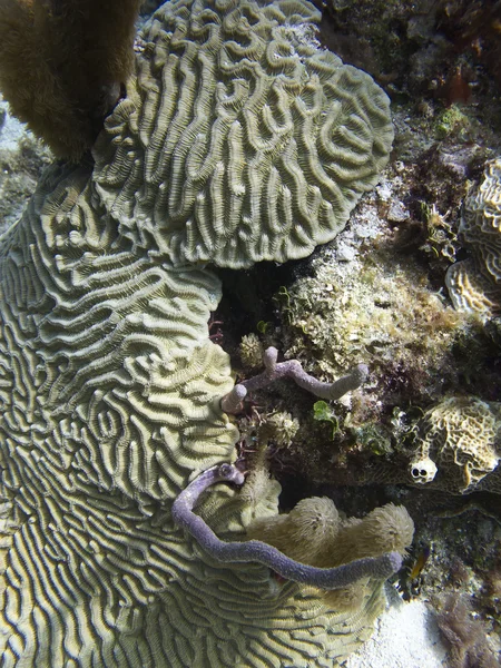 珊瑚岩 — 图库照片