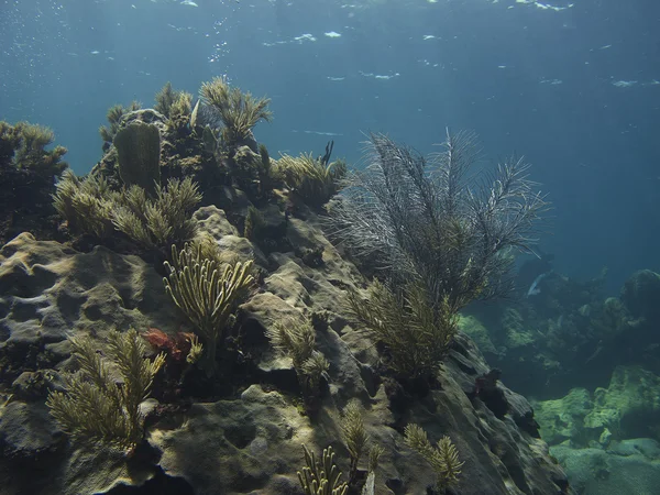 Коралові гора — стокове фото