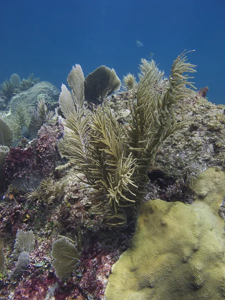 珊瑚礁 — 图库照片