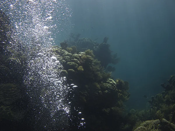 Коралл и пузырь — стоковое фото