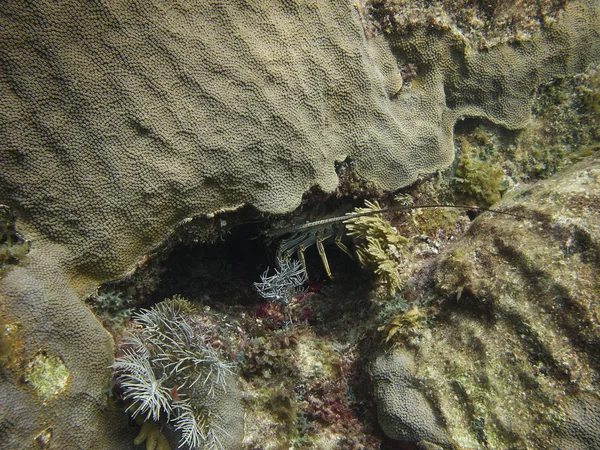 숨겨진된 langoustine — 스톡 사진