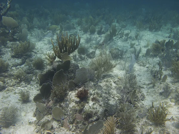 Terumbu karang — Stok Foto