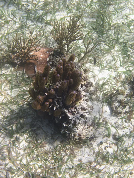 Rafa koralowa — Zdjęcie stockowe