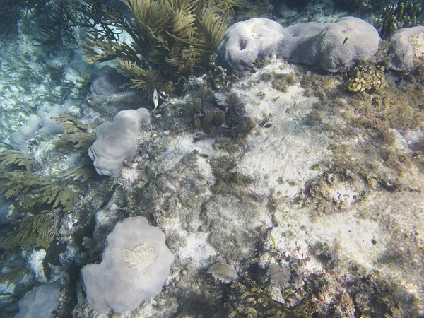 Vahşi resif — Stok fotoğraf