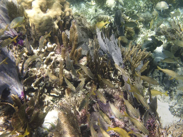 Peces en un arrecife de coral —  Fotos de Stock
