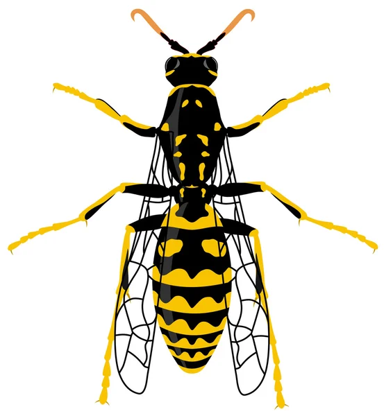 Wasp böcek — Stok Vektör