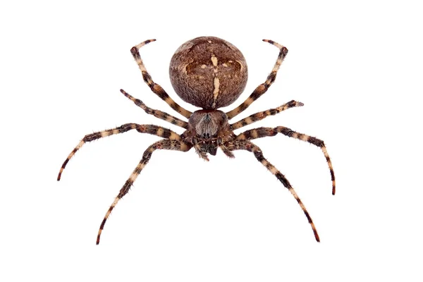 stock image Cross spider