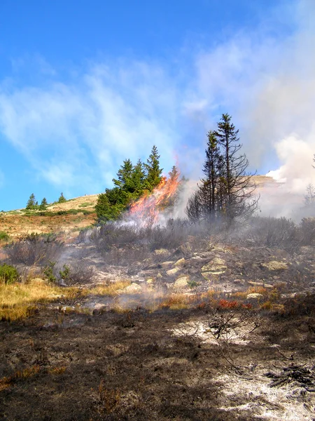 Nadelwald in Flammen — Stockfoto