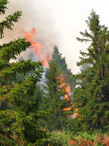 Ecological disaster - coniferous forest in fire