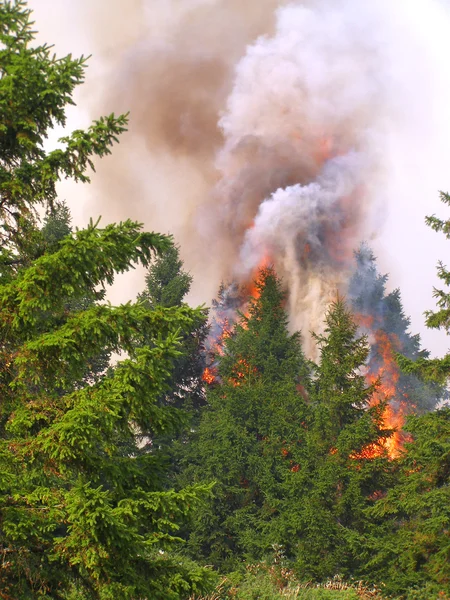 Floresta de coníferas em chamas — Fotografia de Stock