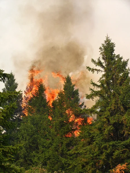 Bosque de coníferas en llamas —  Fotos de Stock
