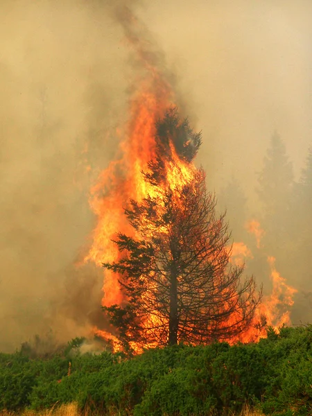 Foresta di conifere in fiamme — Foto Stock