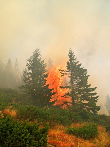 Bosque de coníferas en llamas — Foto de Stock