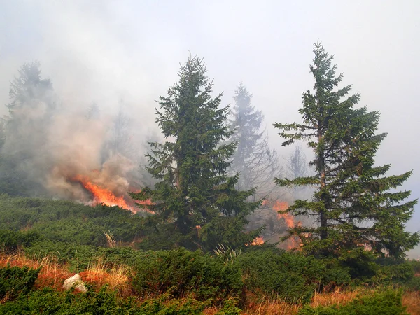 Lasu iglastego w ogień — Zdjęcie stockowe