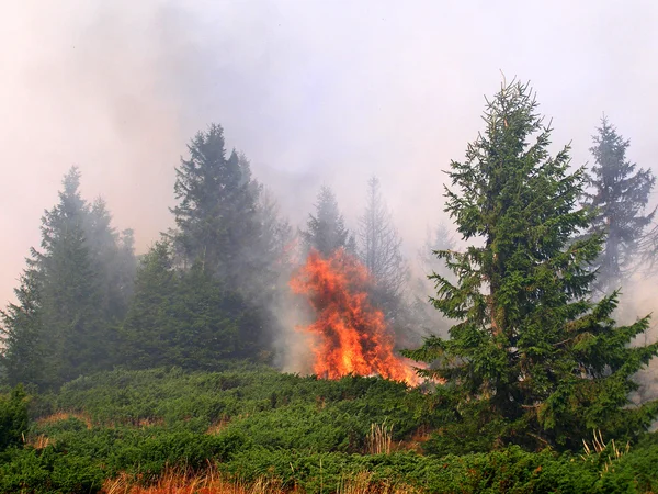 Coniferous forest in fire — Stock Photo, Image