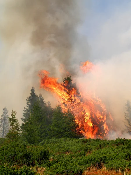 Iğne yapraklı orman yangını — Stok fotoğraf