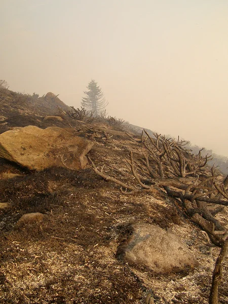 Katastrofální následky lesních požárů — Stock fotografie