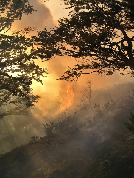 En rök kommer från en skogsbrand — Stockfoto
