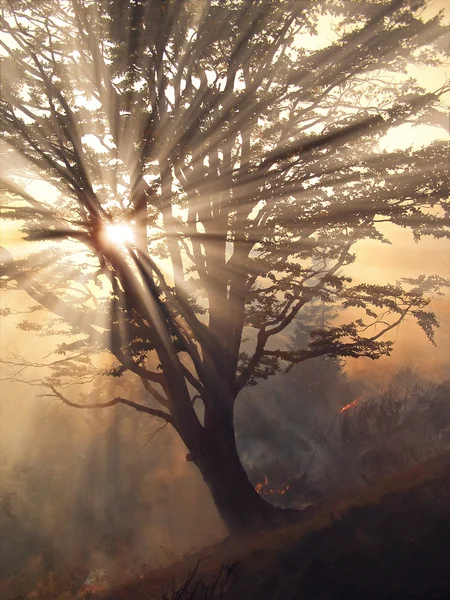 Uma fumaça vinda de um incêndio florestal — Fotografia de Stock